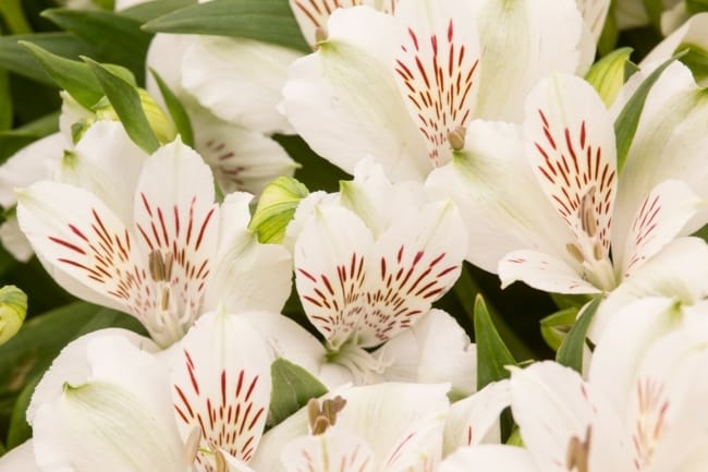 13 flor branca de astromelia Gardeners World