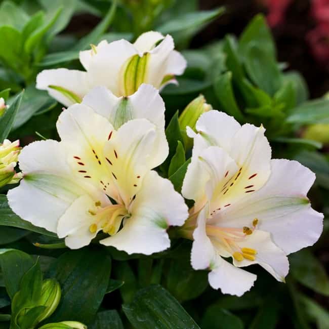 17 flor natural de astromelia branca Pinterest