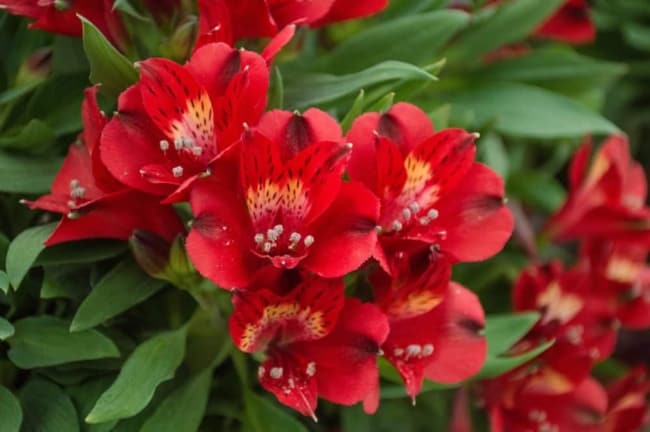 19 flor vermelha de astromelia FloraQueen