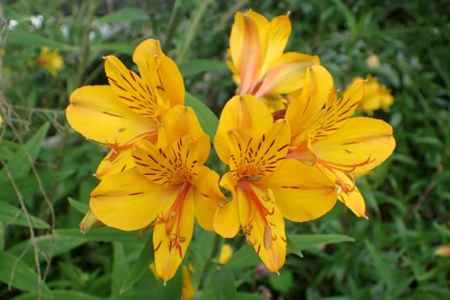 30 flor natural de astromelia amarela Pinterest