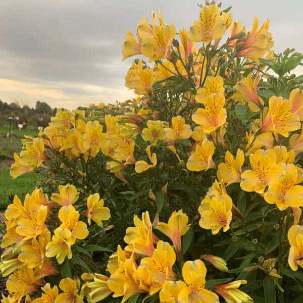 32 cultivo de astromelia amarela Walters Gardens