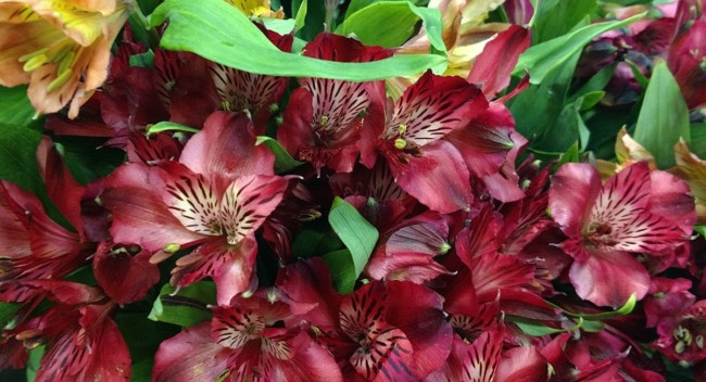 39 astromelia com flores marsala Gillespie Florists Blog