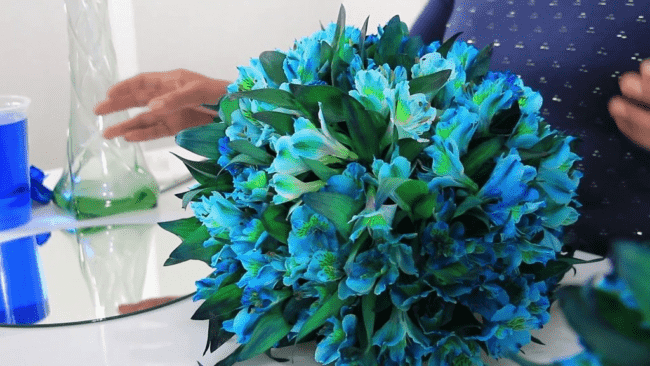 41 astromelia de cor azul Flores coloridas