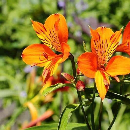 52 flores naturais de astromelia laranja GardenTags