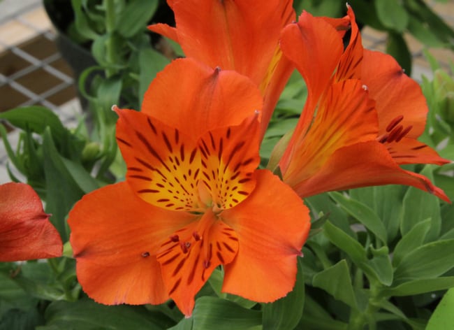 57 astromelia com flor laranja Bengert Greenhouses