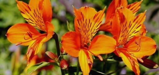 58 flor laranja de astromelia Pinterest