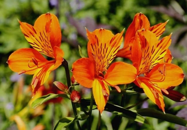 58 flor laranja de astromelia Pinterest