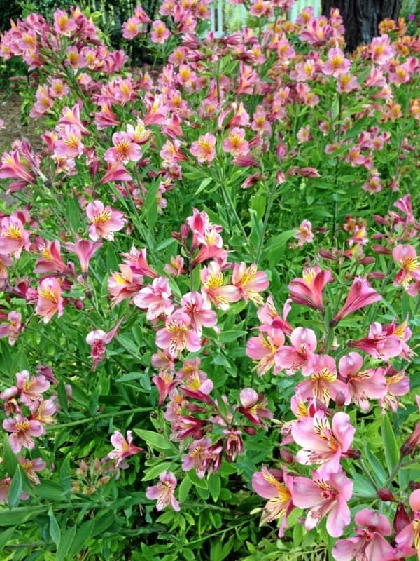 8 plantacao de astromelia rosa Santa Cruz Sentinel