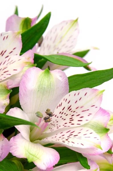 9 flor natural de astromelia Depositphotos