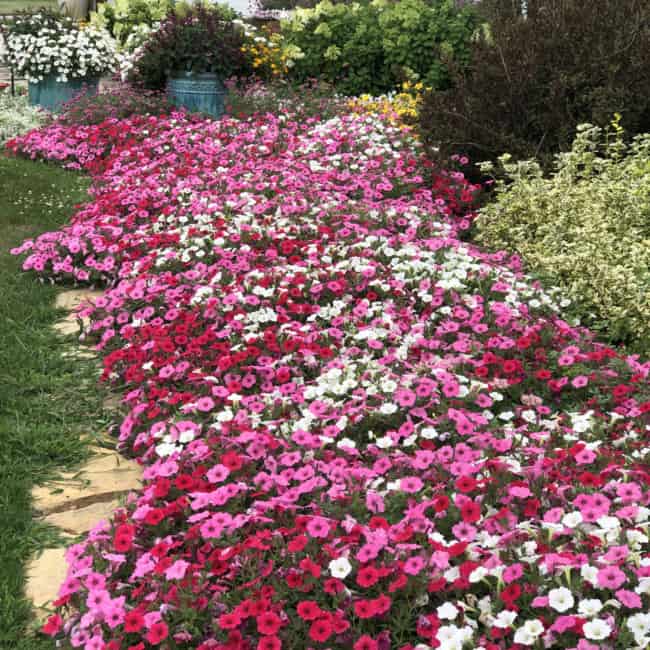 11 jardim com petunias em rosa e branco Garden Crossings