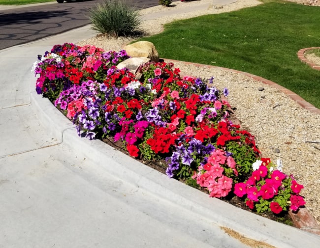 12 jardim com petunias coloridas Pinterest
