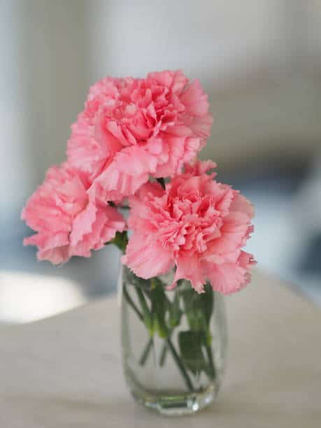 13 flores rosa de cravo iStock