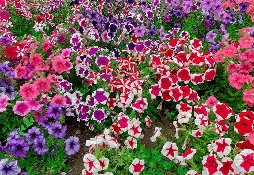 14 jardim colorido com petunias Unsplash