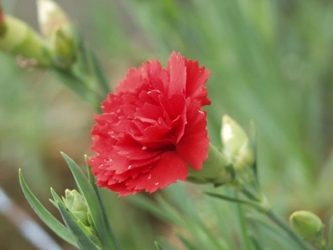 16 flor vermelha de cravo Wikipedia