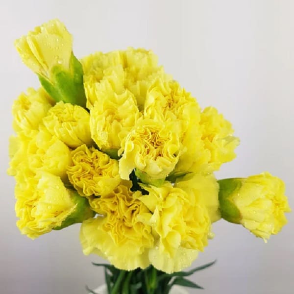 23 cravos amarelos Aisha Flowers