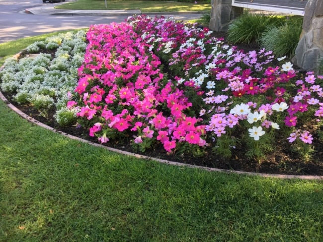 24 jardim com mix de flores Reddit