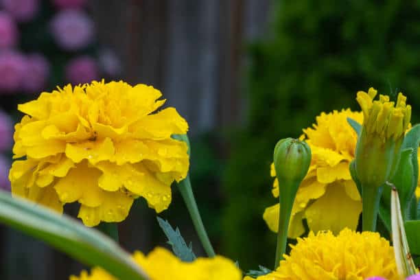 25 flor amarela de cravo iStock