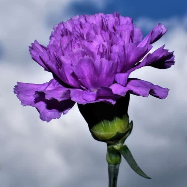 26 flor roxa de cravo Pixabay