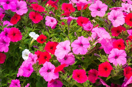 34 jardim com petunias em tons de rosa Unsplash