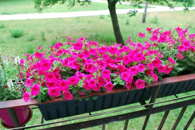 38 floreira com petunias Garden Tabs
