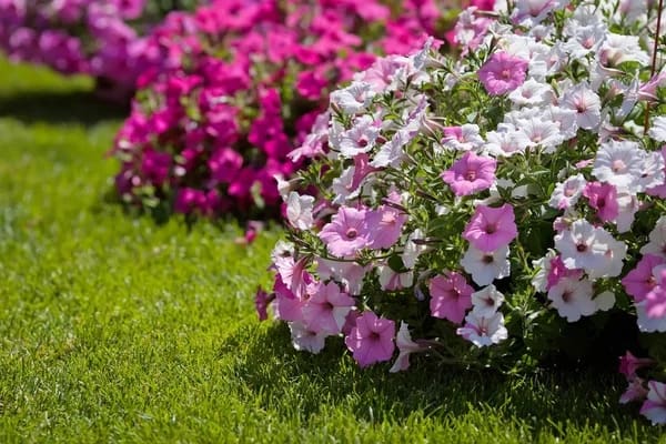 40 jardim com petunias coloridas Depositphotos