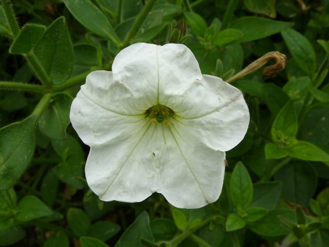 5 tipo de petunia axillaris Wikipedia