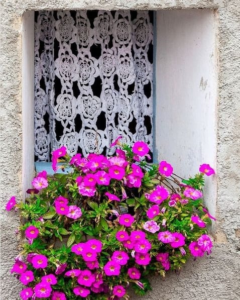 50 janela decorada com vaso de petunias Pinterest