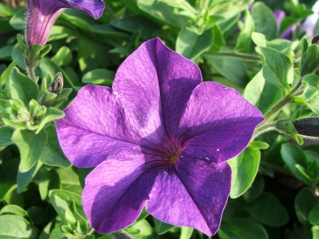 6 tipo de flor petunia Wikidata
