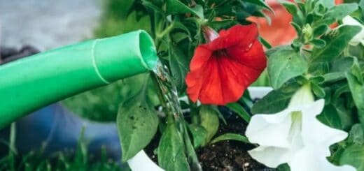 8 como cuidar de petunia The Practical Planter