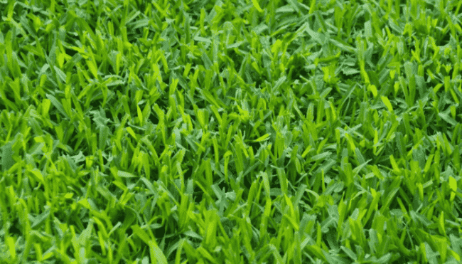 tipos de grama para jardim