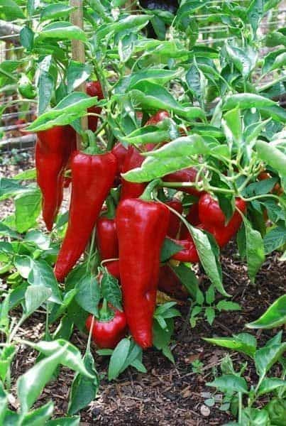 horta com pimenta