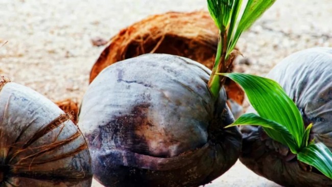 1 dicas para plantio de coco Discover Agriculture