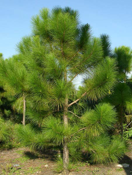 10 pinheiro Pinus Viveiro Ipe