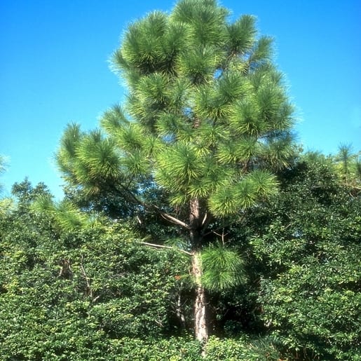 11 tipo de pinheiro grande SiteOne