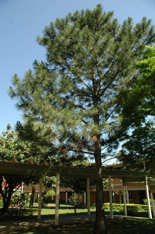 12 area externa com pinheiro pinus Flickr