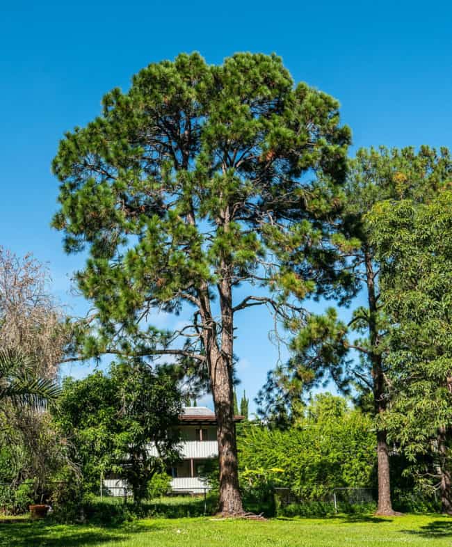 13 jardim grande com pinheiro Pinus PlantMaster