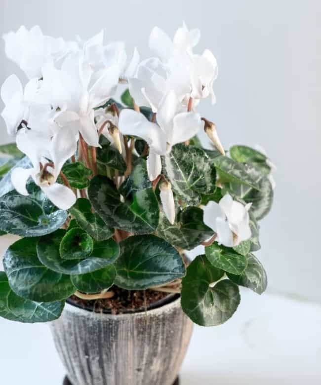 15 vaso com flor Ciclame branca Casa Abril