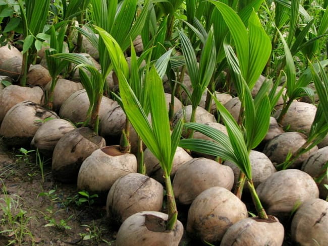 3 dicas para fazer muda de coco PlantVillage