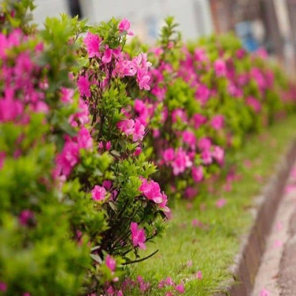 30 jardim decorado com Azaleias Pinterest