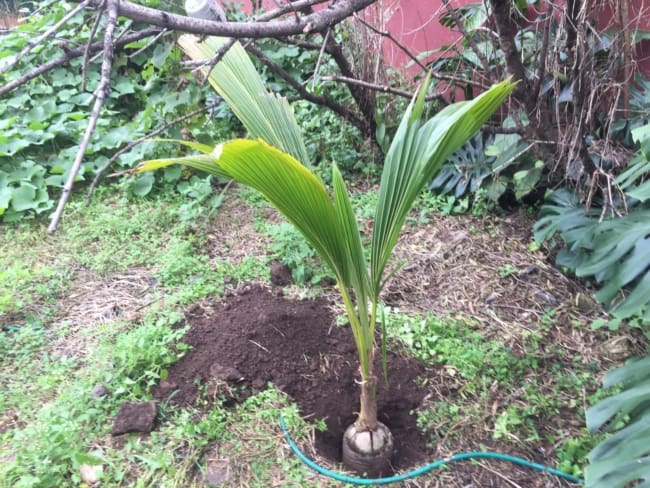4 dicas para plantar coco Foro De Indojardin