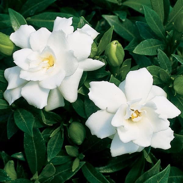 9 flor de inverno Gardenia HomeIT