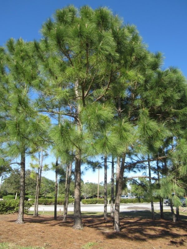 9 pinheiro Pinus Elliotti Pinterest