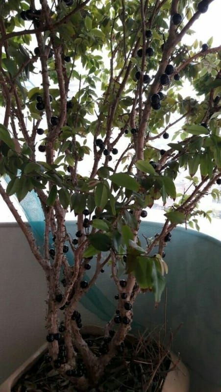 mini árvores frutíferas
