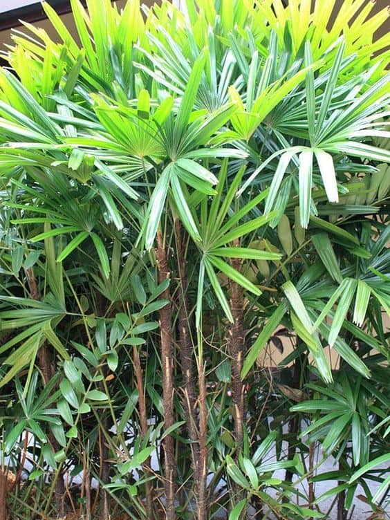 palmeira ráfia