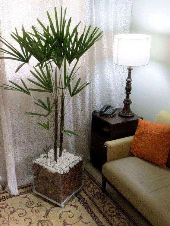 palmeira ráfia