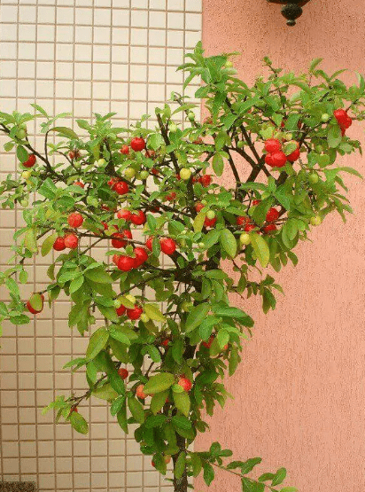 mini árvores frutíferas