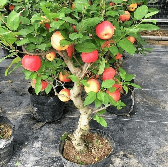 árvores frutíferas de pequeno porte 
