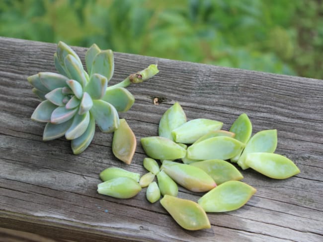 1 dicas para fazer mudas de suculentas World of Succulents