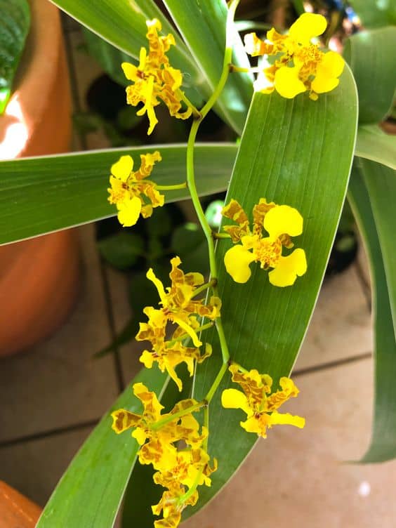 21 flor de orquidea delicada para decoracao Saberes do Jardim