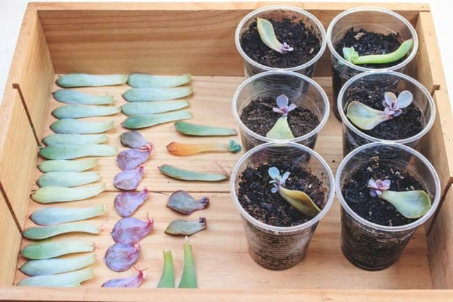 3 passo a passo simples para fazer mudas de suculentas GardenTech